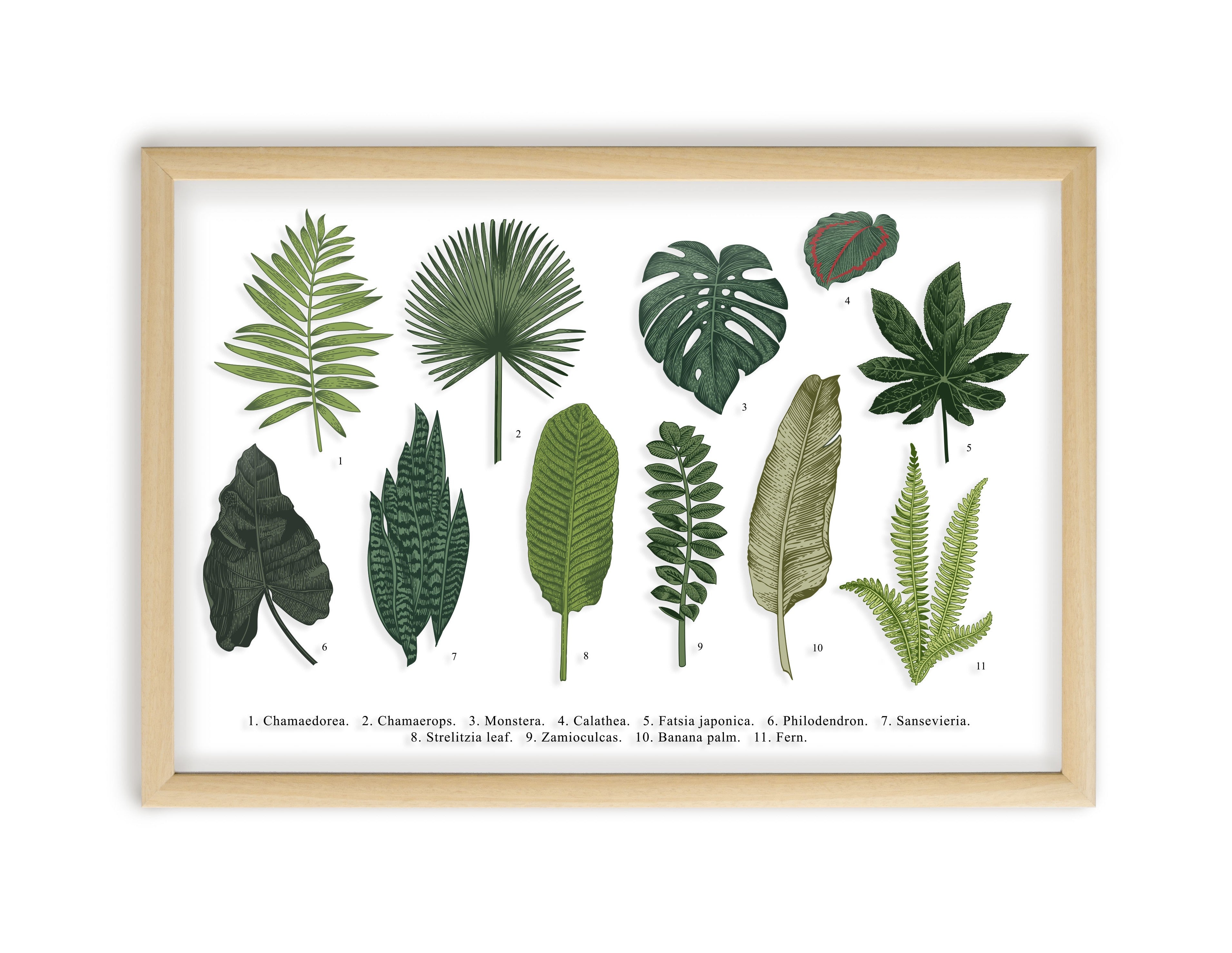 Moldura Transparente Leaves Guide
