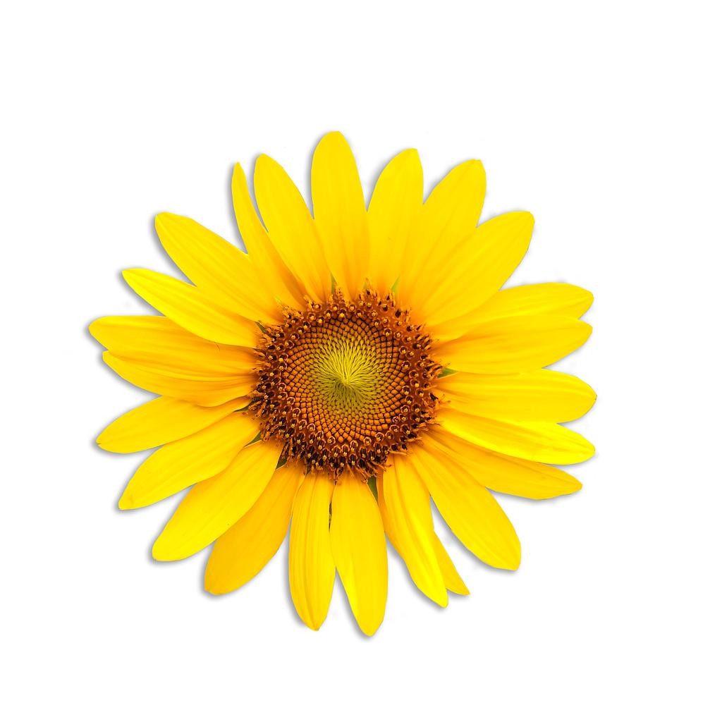 Mantel Individual (Sunflower)