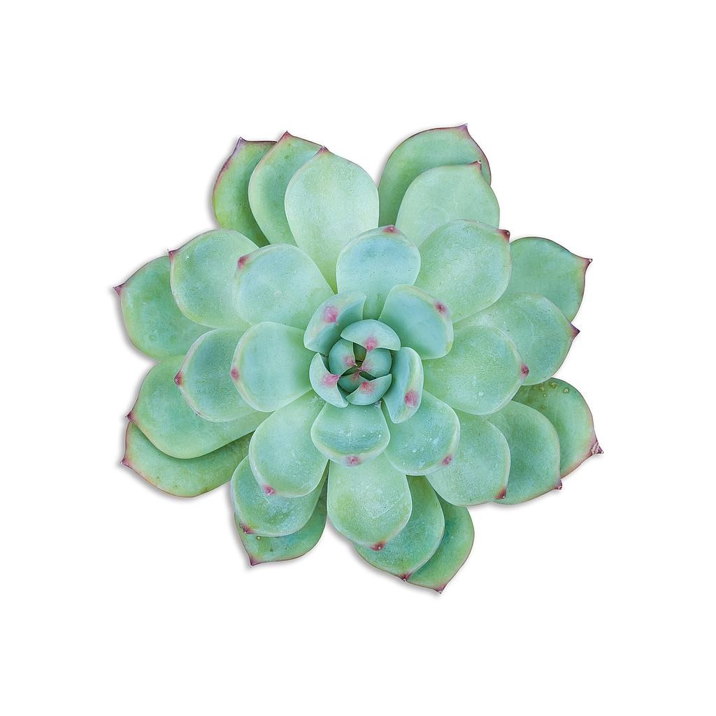 Mantel Individual (Green Suculenta)