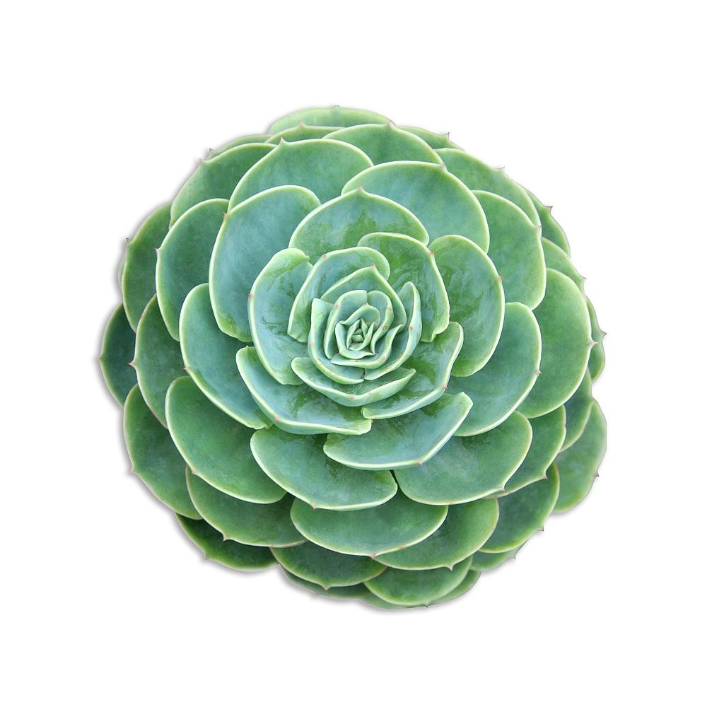Mantel Individual (Green Suculenta 2)