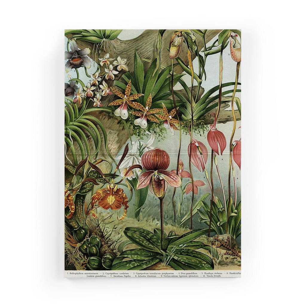 Lienzo 70x50 (Jungle Leaves)