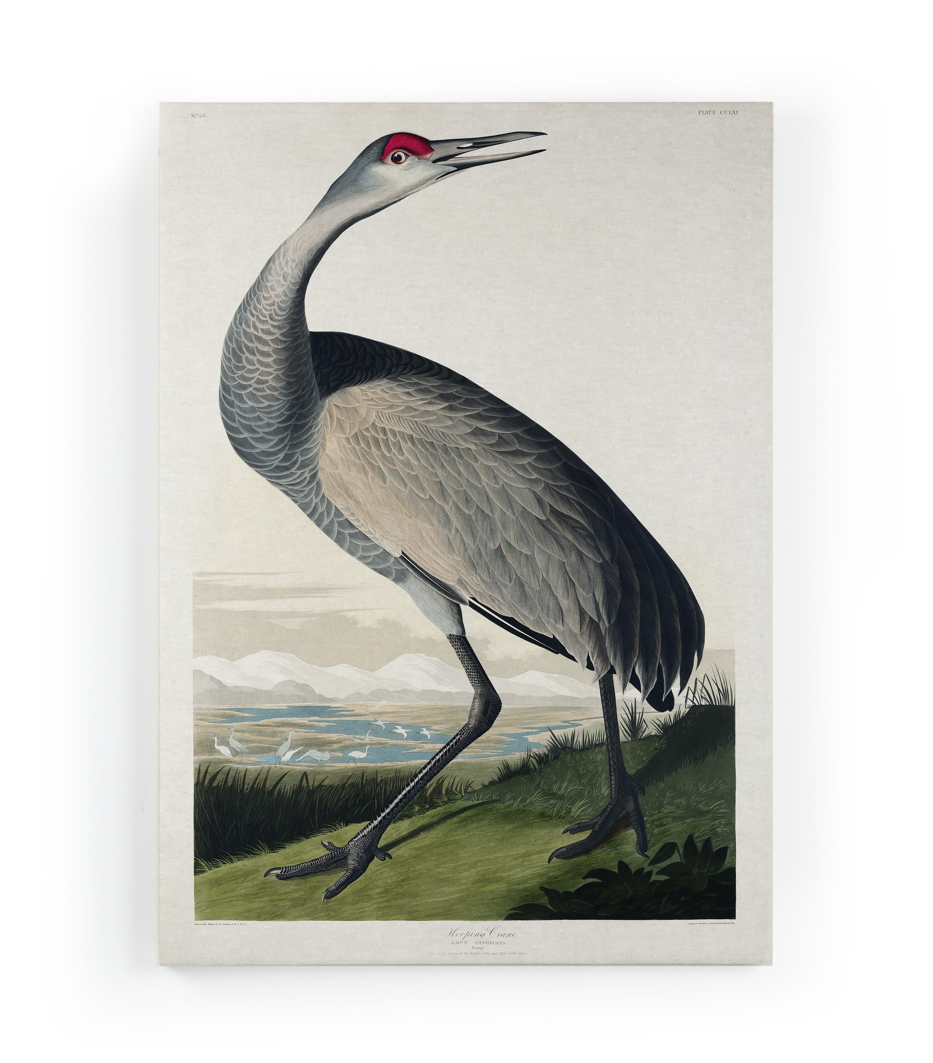 Lienzo 60x40 (birds paint)