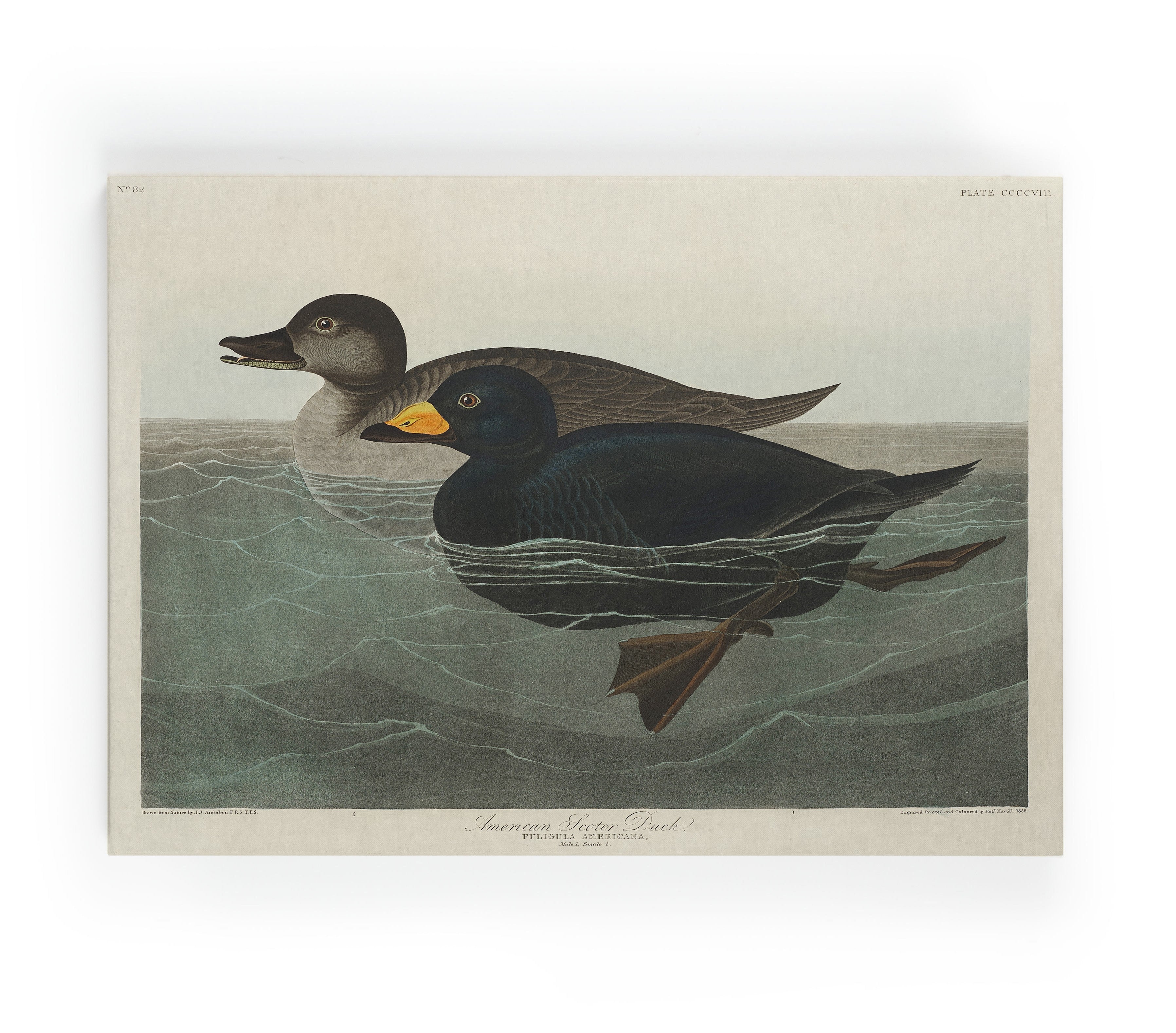 Lienzo 60x40 (ducks)