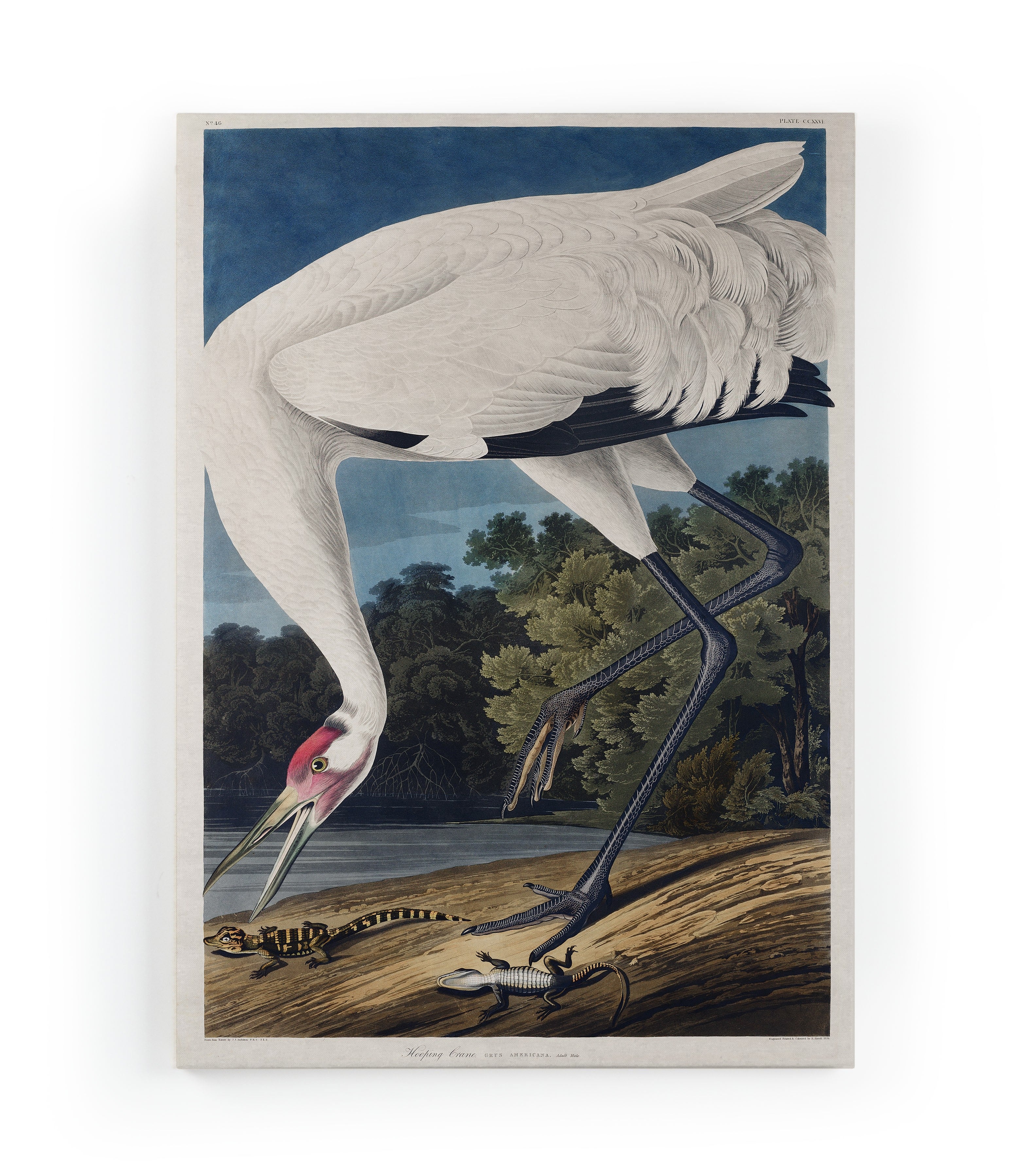 Lienzo 60x40 (heron)