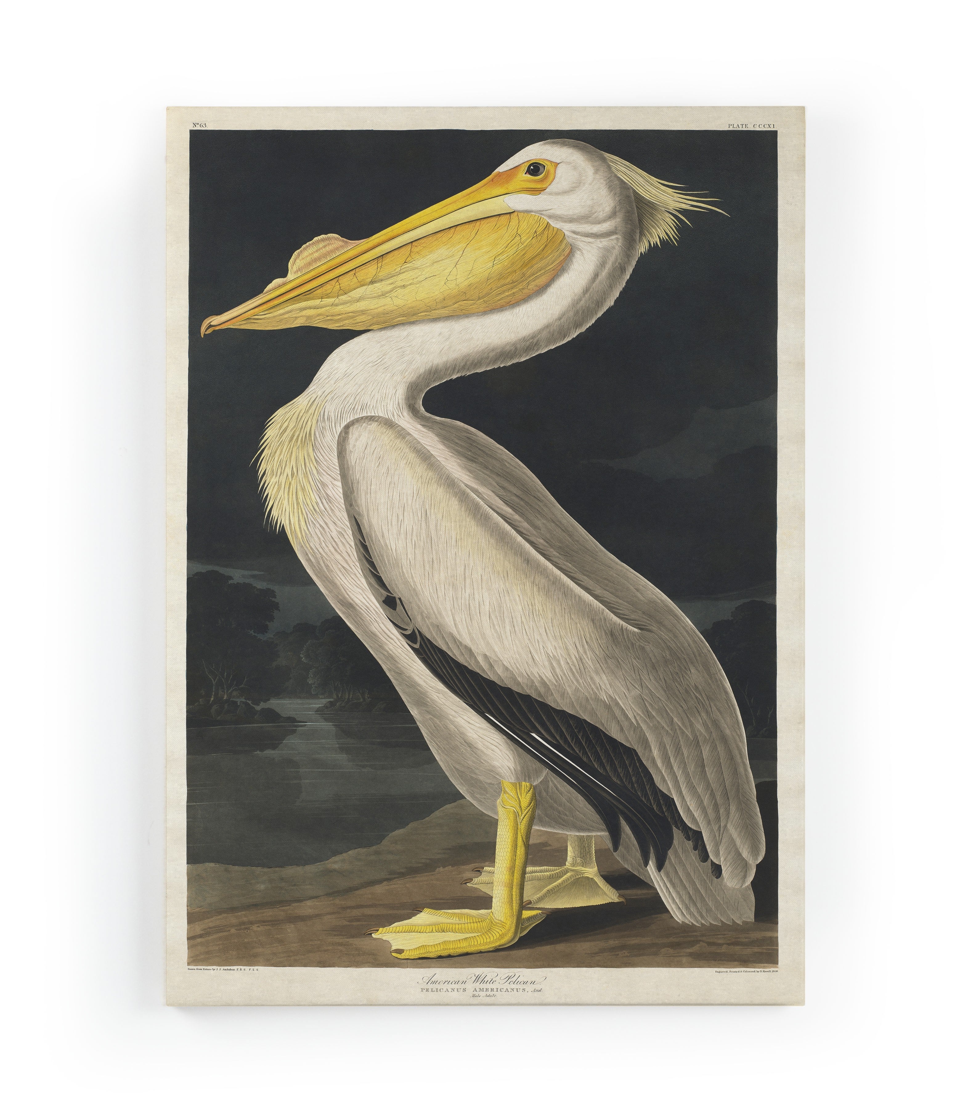 Lienzo 60x40 (pelican paint)