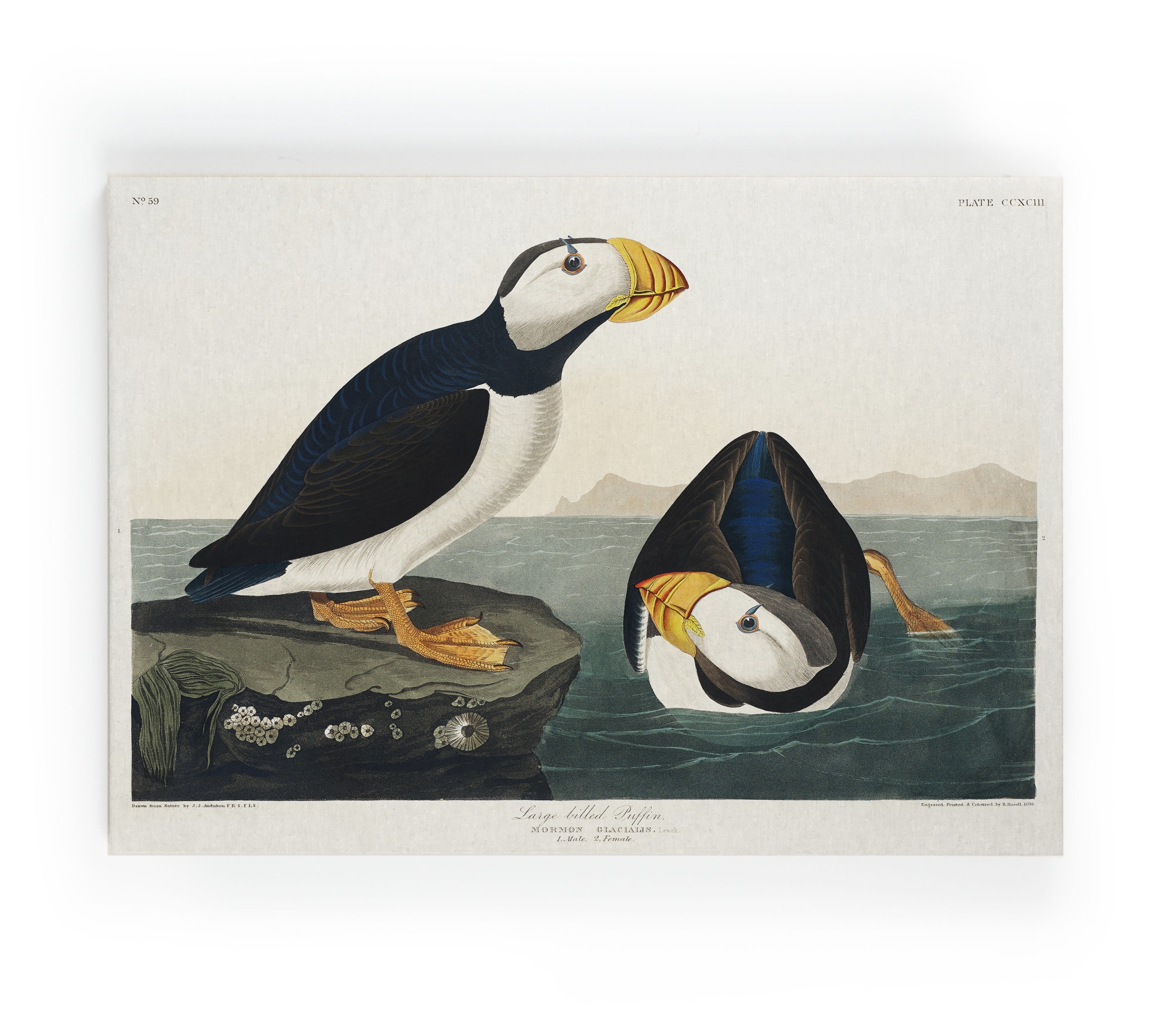 Lienzo 60x40 (penguin paint)