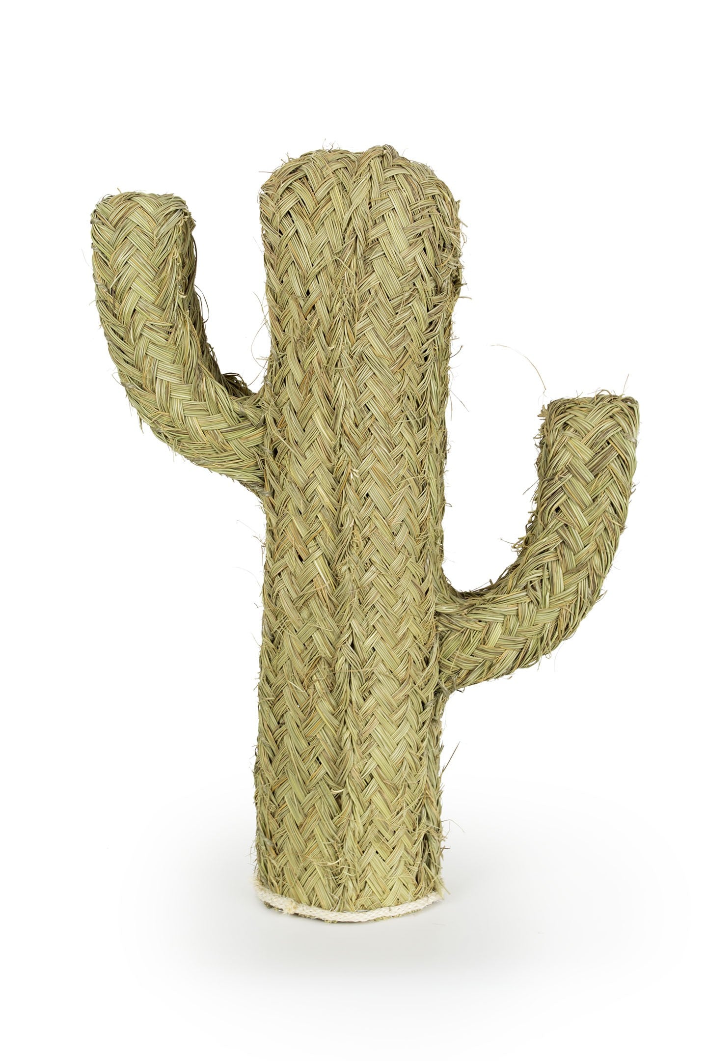 Cactus Esparto