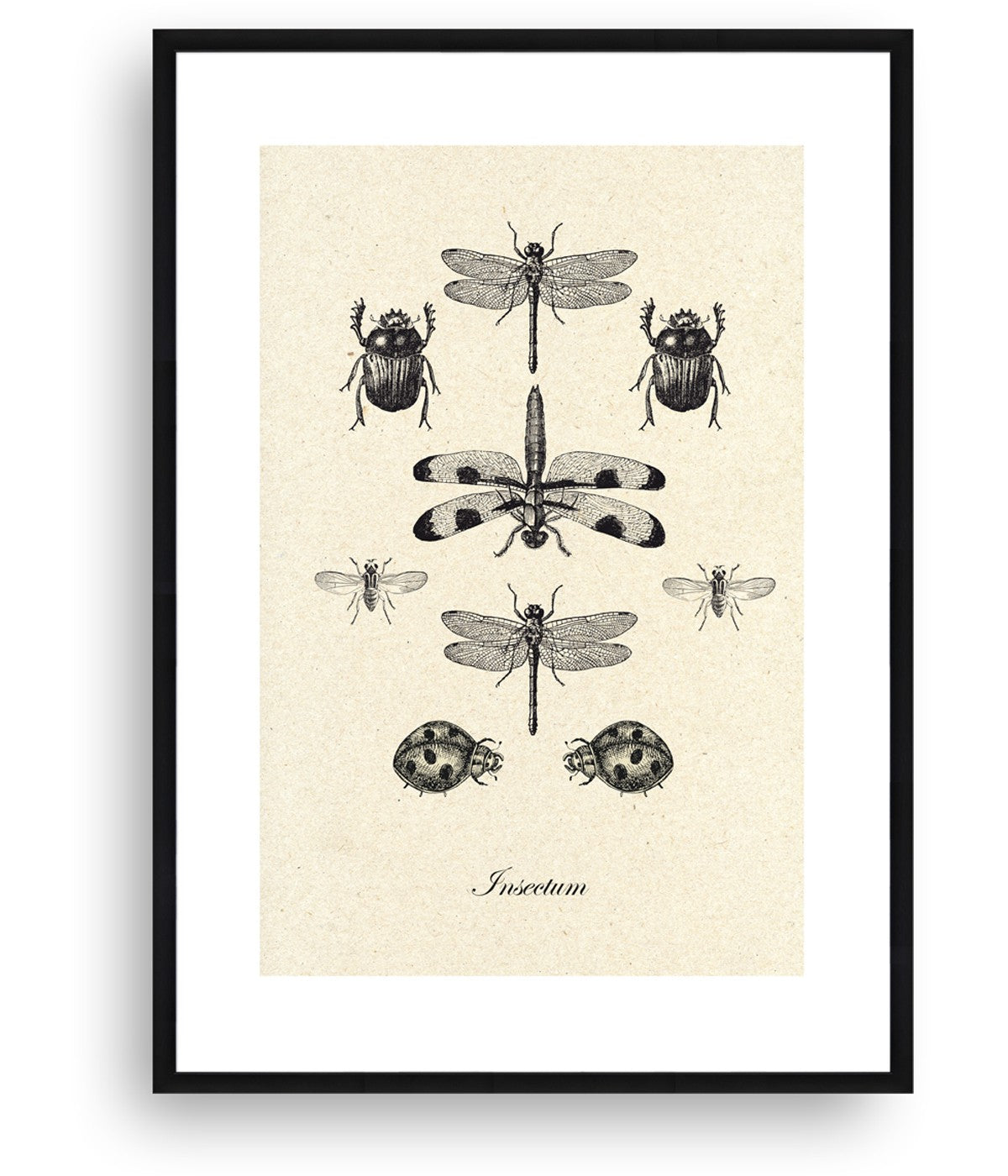 Insects