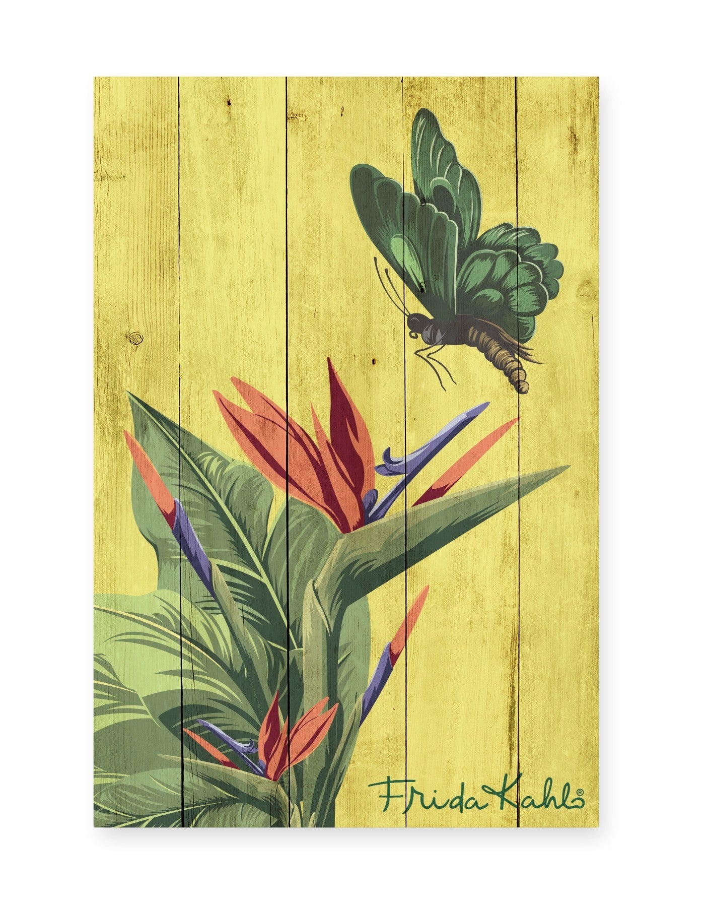 Tabla Monkey Plant
