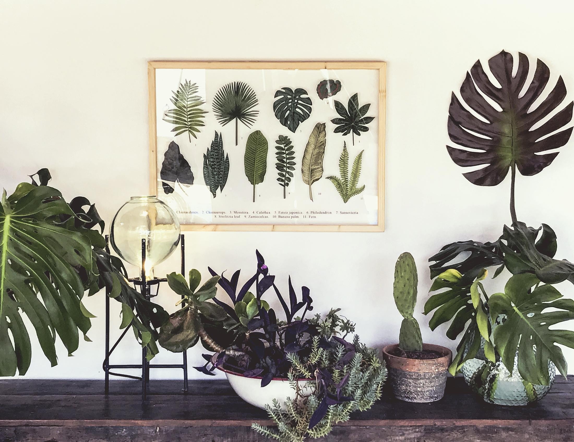 Moldura Transparente Leaves Guide