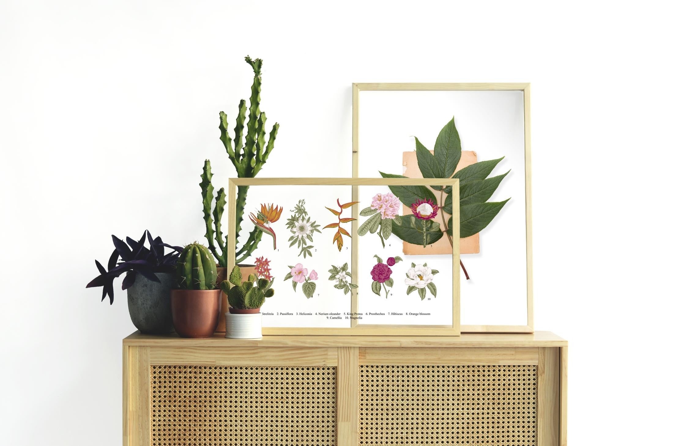 Moldura Transparente