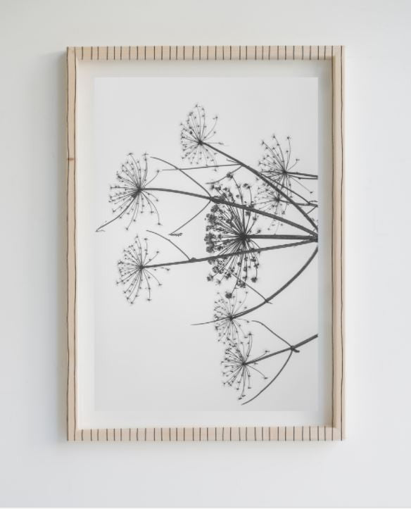Painting Limited Edition Dandelion