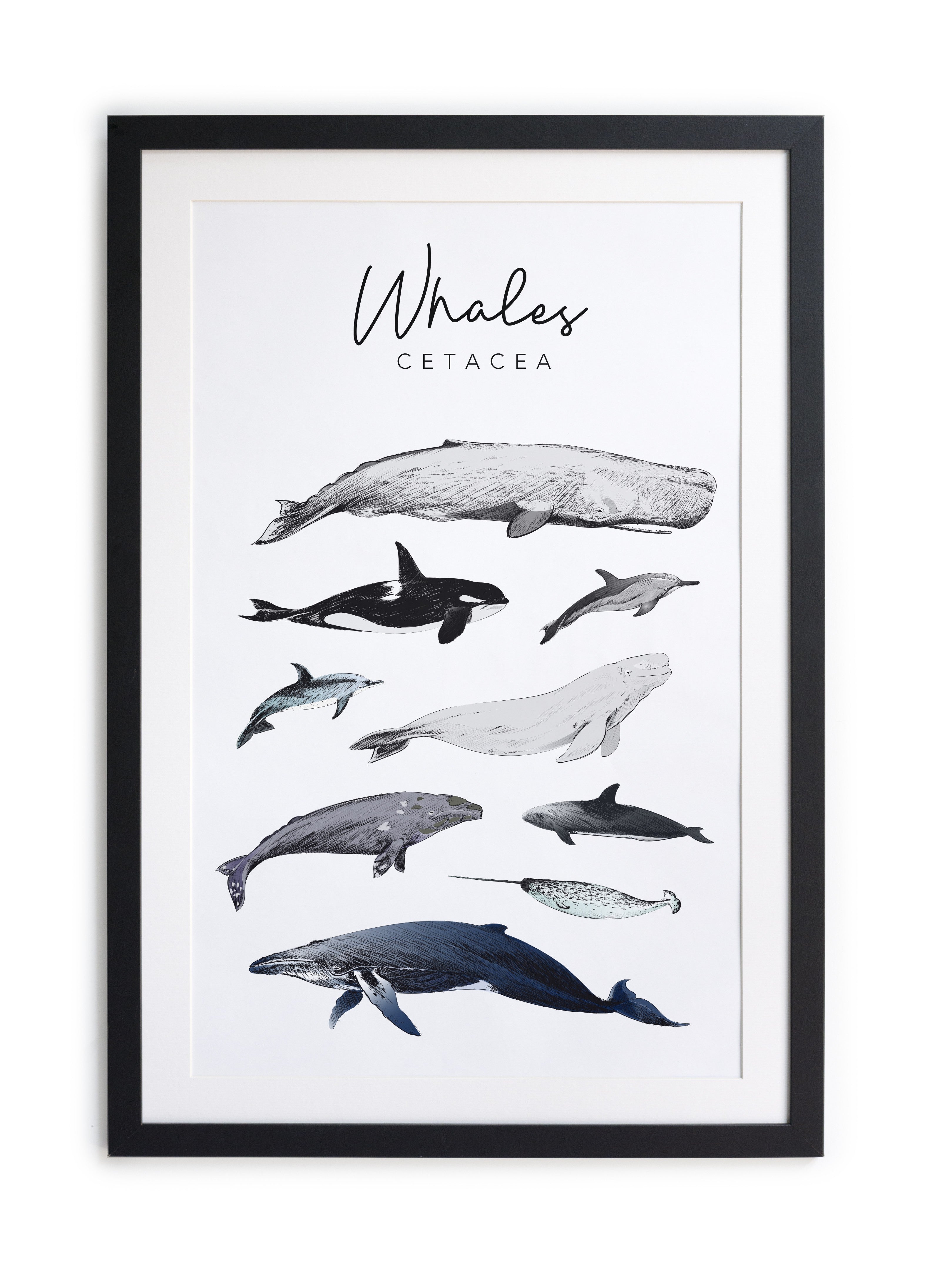 Cuadro moldura negra 60x40 Whales