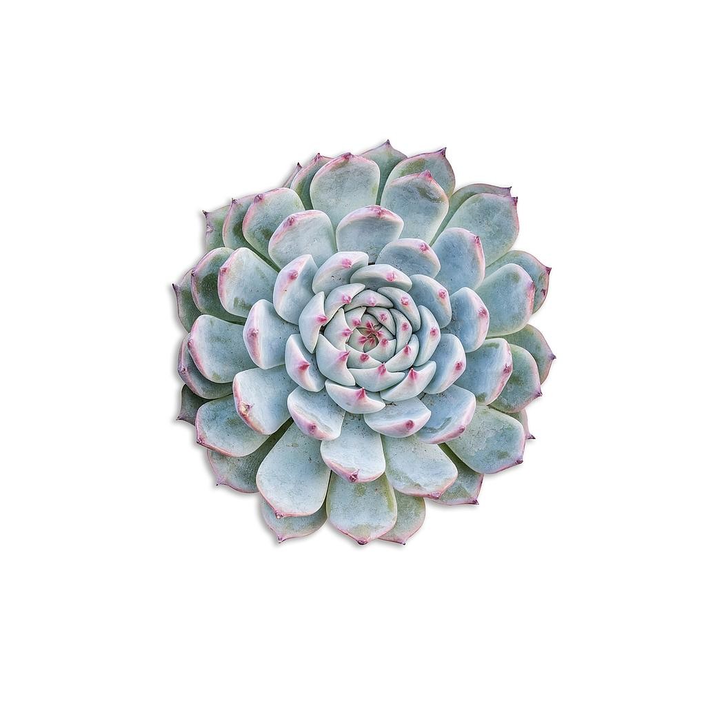 Mantel Individual (Purple Suculenta)