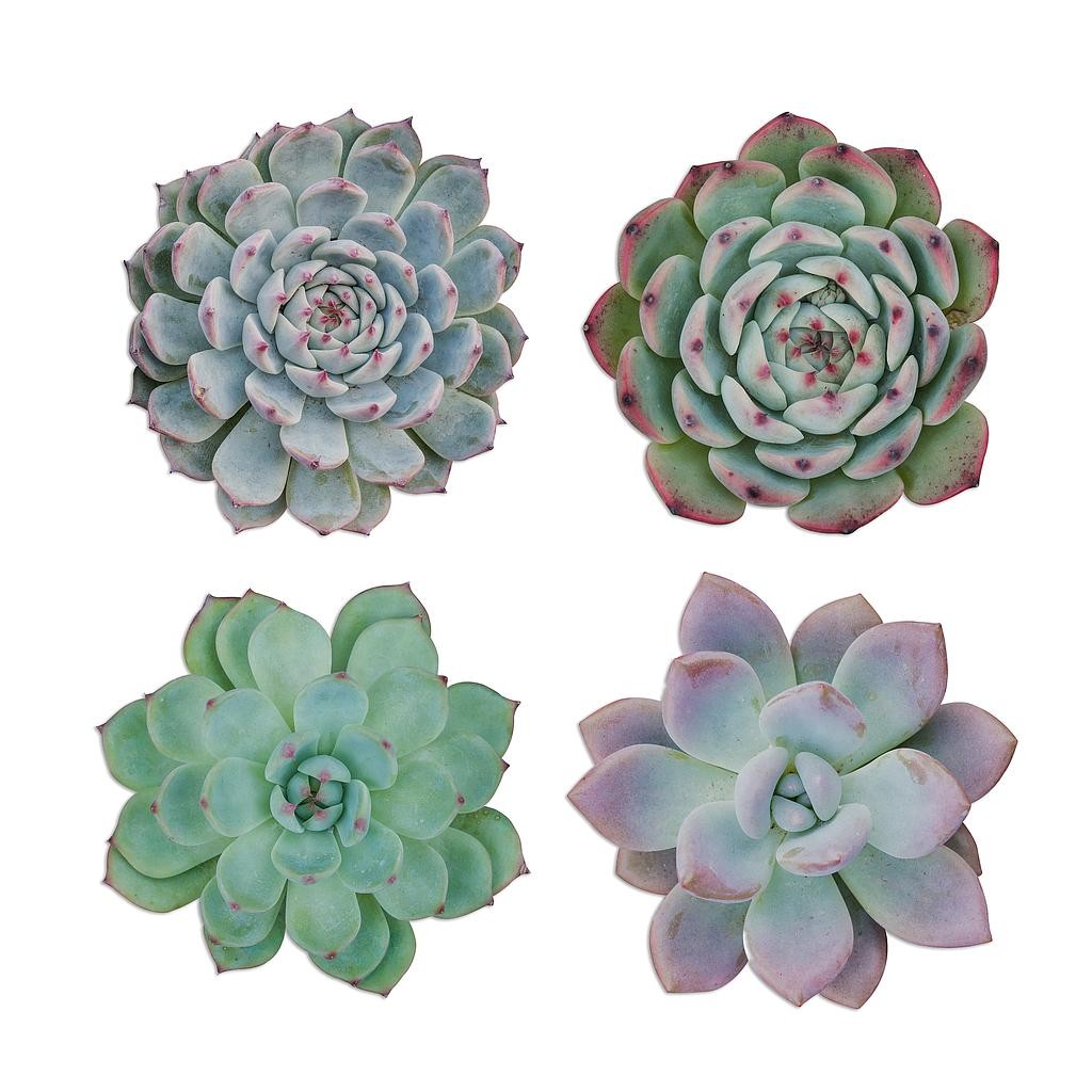 Posavasos de Linoleo (Suculenta)