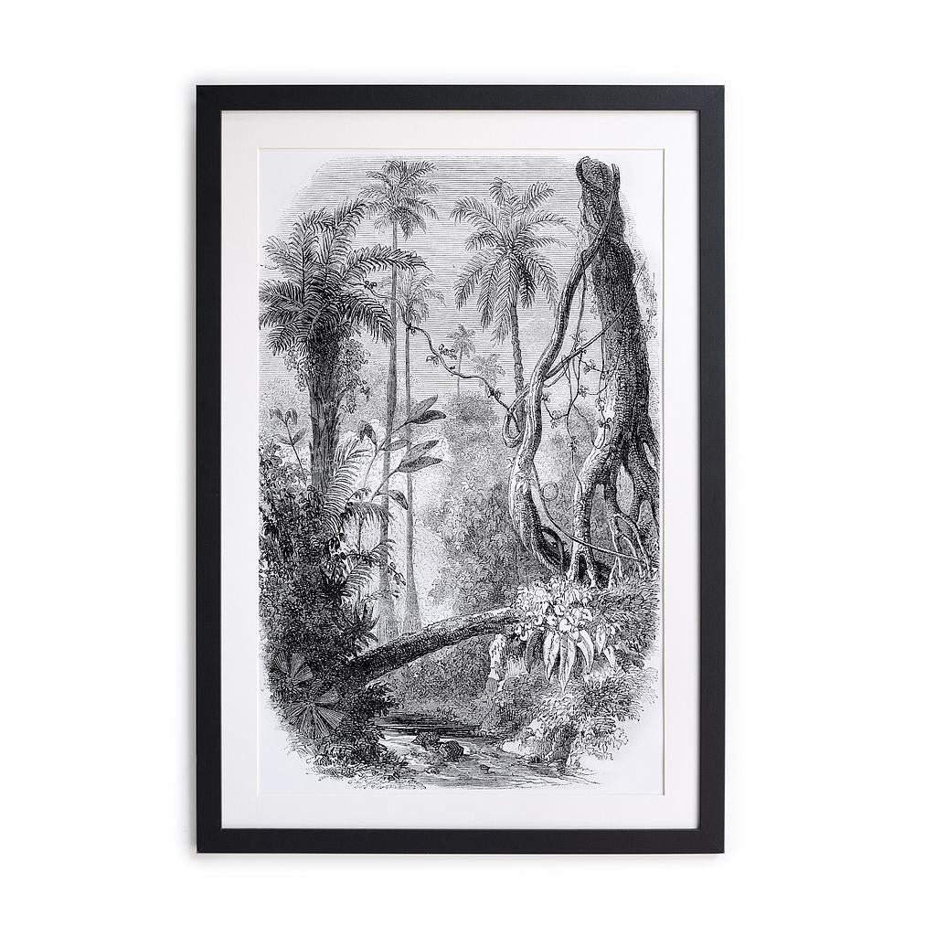Cuadro moldura negra 50x40 (Jungle Draw)
