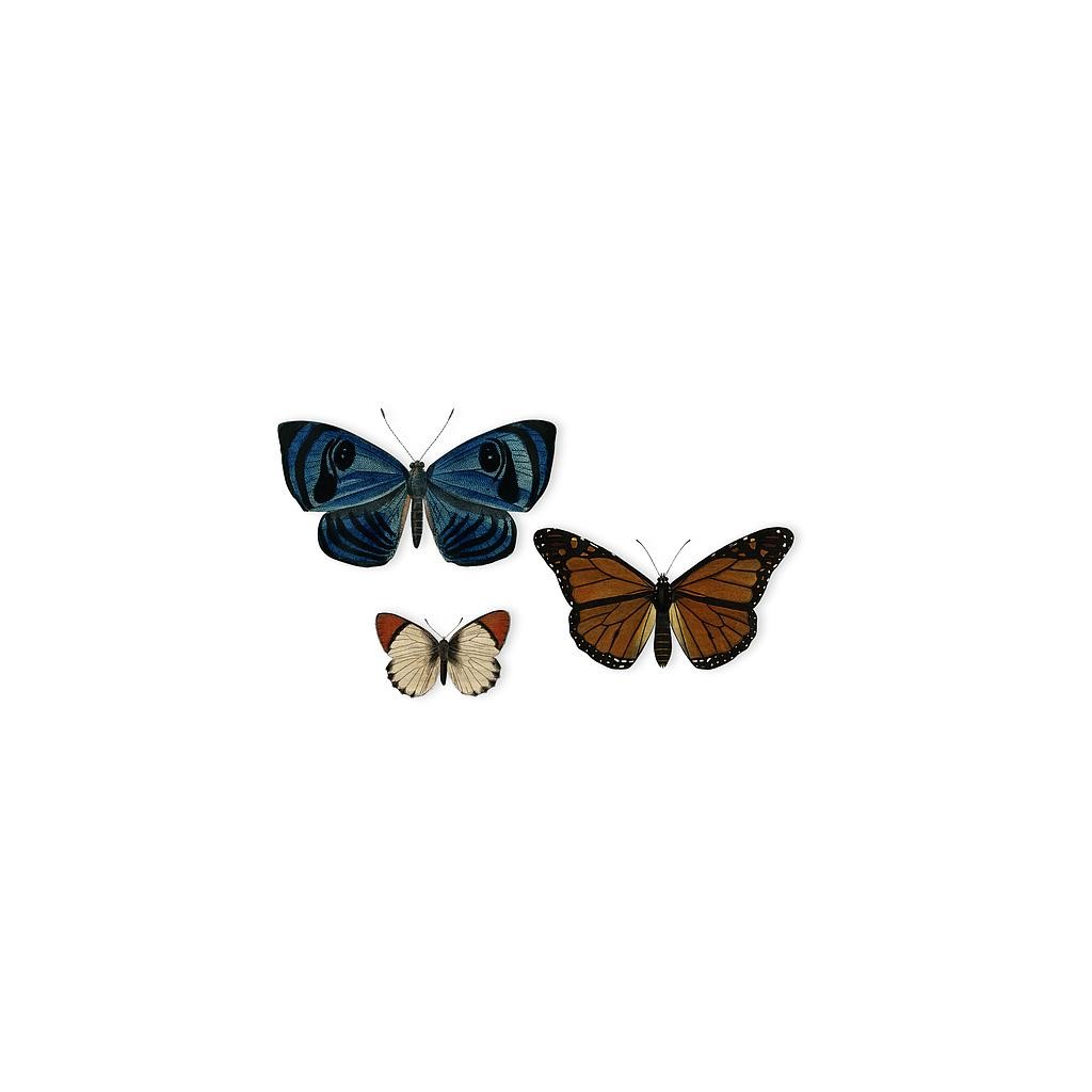 Set 3 Mariposas