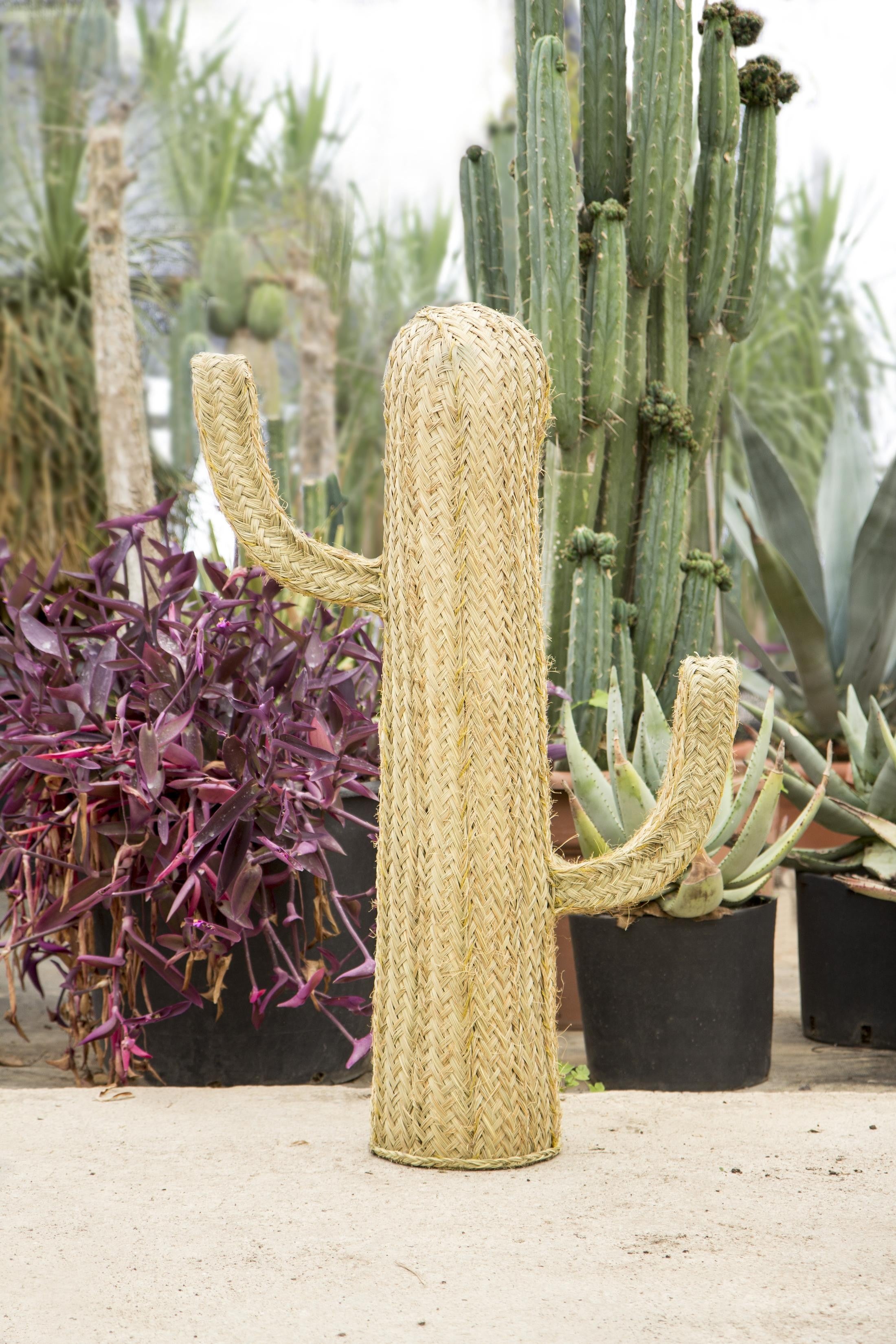 Cactus Esparto