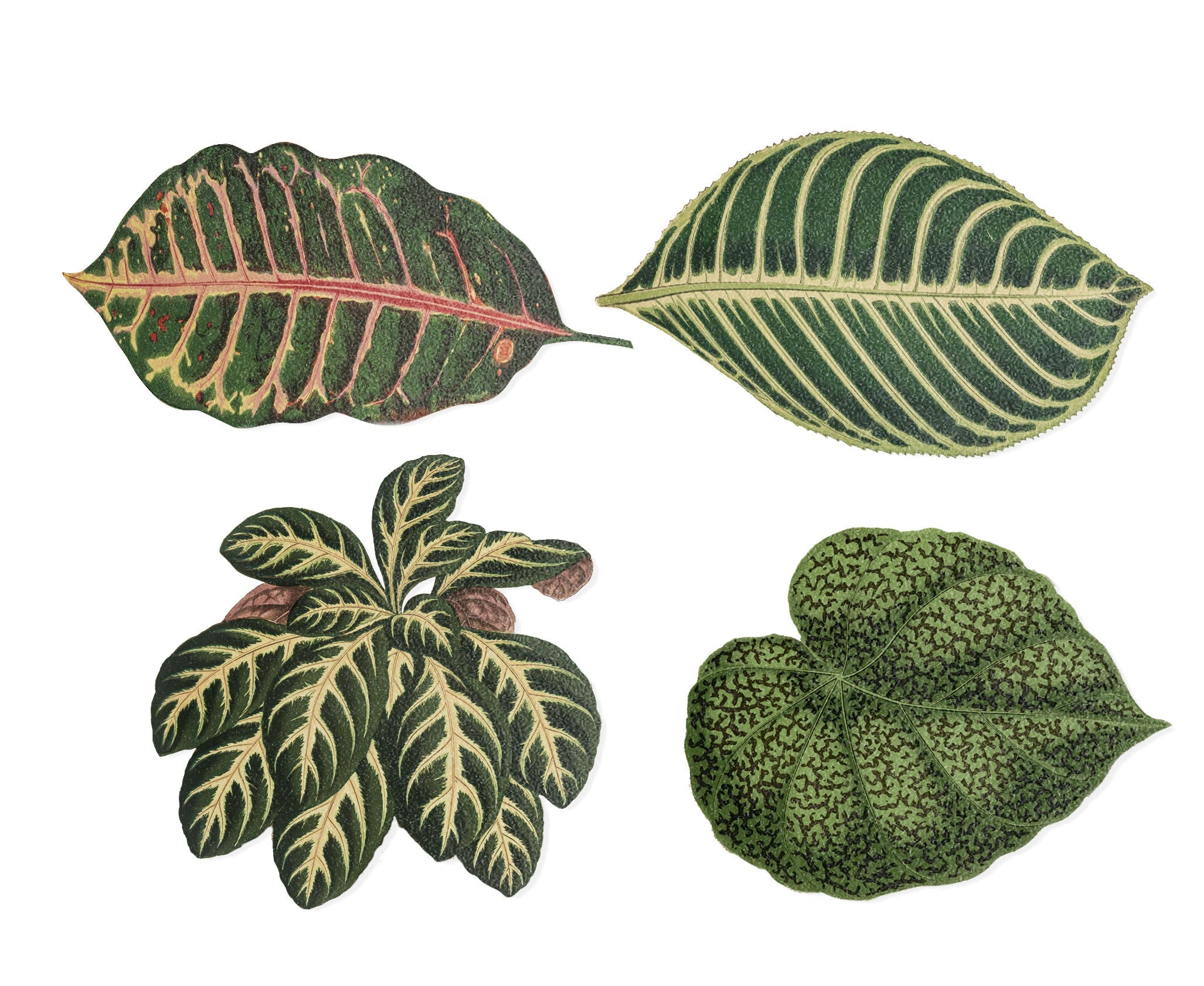 Posavasos de Linoleo (Leaves)